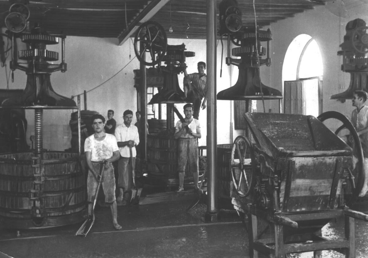 Trabajos de vendimia en las instalaciones de Bodegas Delgado, en Puente Genil