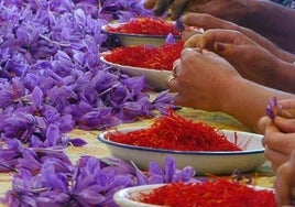 La pedanía albaceteña de Santa Ana acoge la 36 edición del Festival de la Rosa del Azafrán