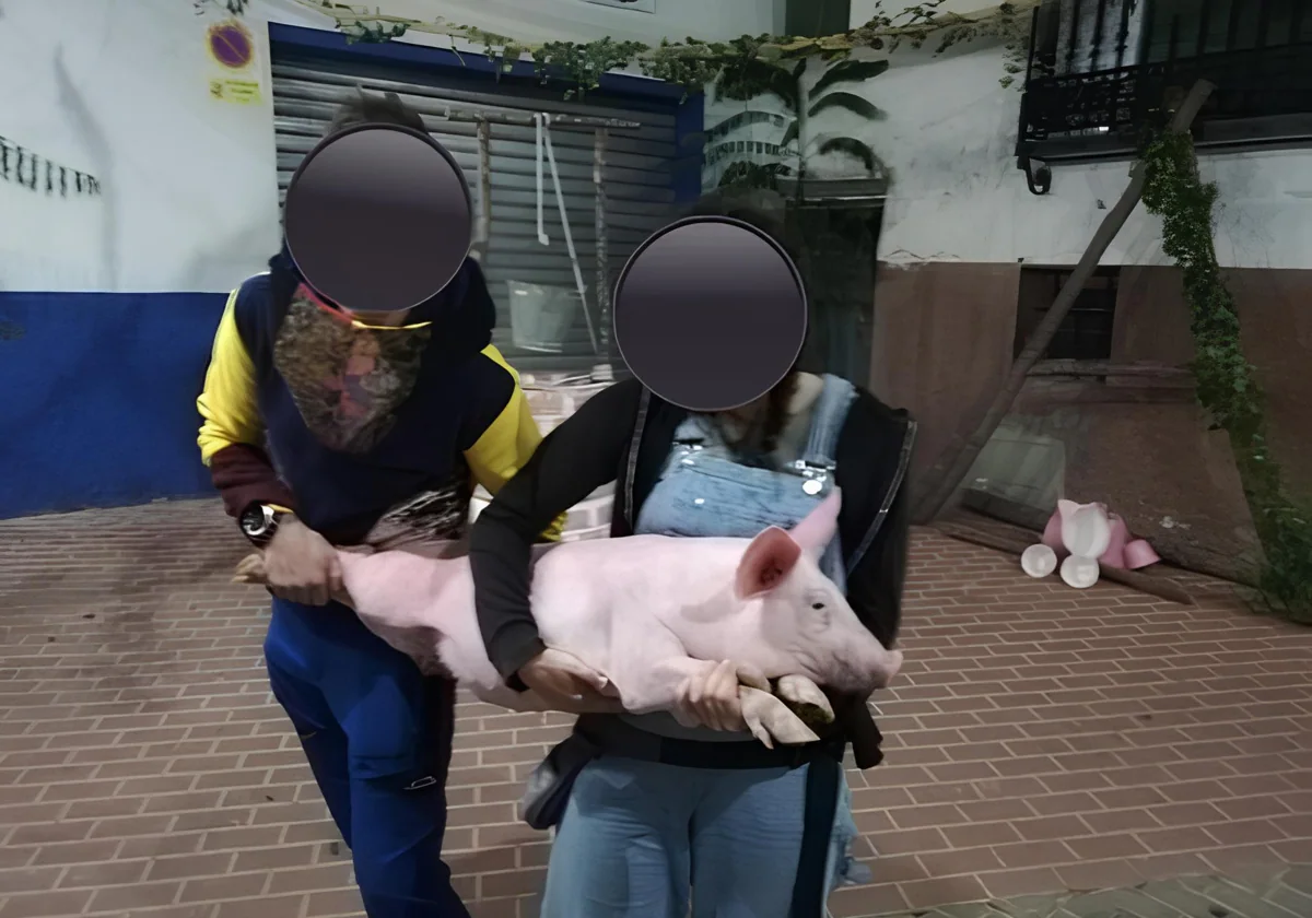 Polémica en un pueblo de Valencia por la subasta de un cerdo vivo en su  Feria de la Matanza