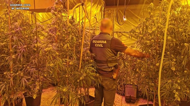 Imagen de un agente de la Guardia Civil entre la plantación de marihuana intervenida en Calpe