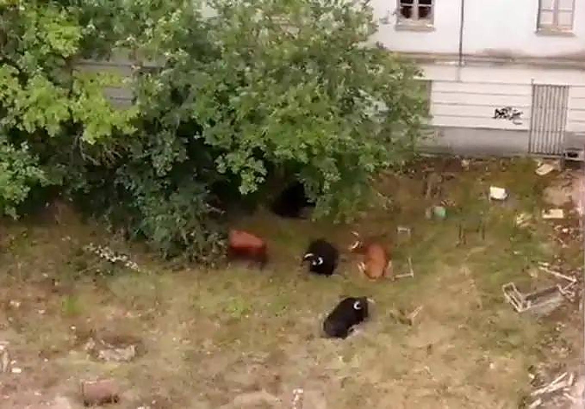 Nueve de los diez astados que se escaparon con la vaquilla localizada este sábado en Laguna de Duero (Valladolid)