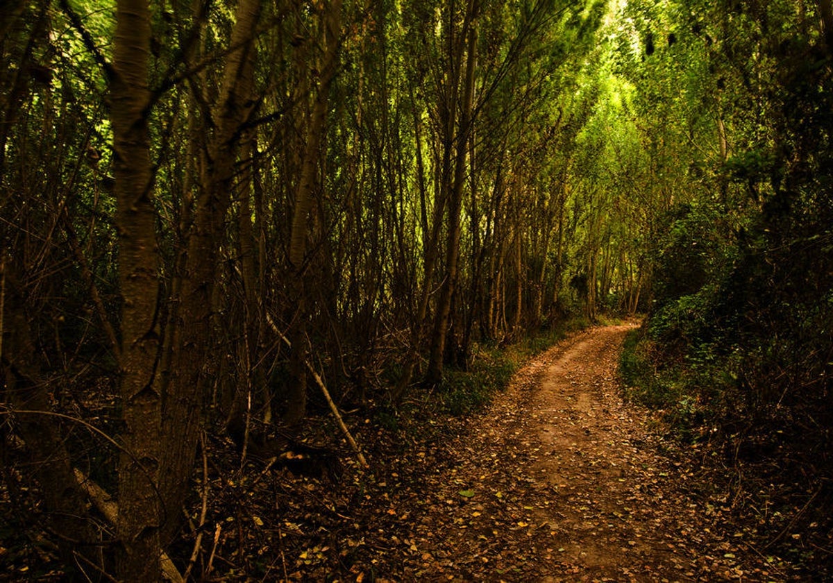 Una de las rutas será por el parque natural del Barranco del río Dulce, en Mandayona, Guadalajara