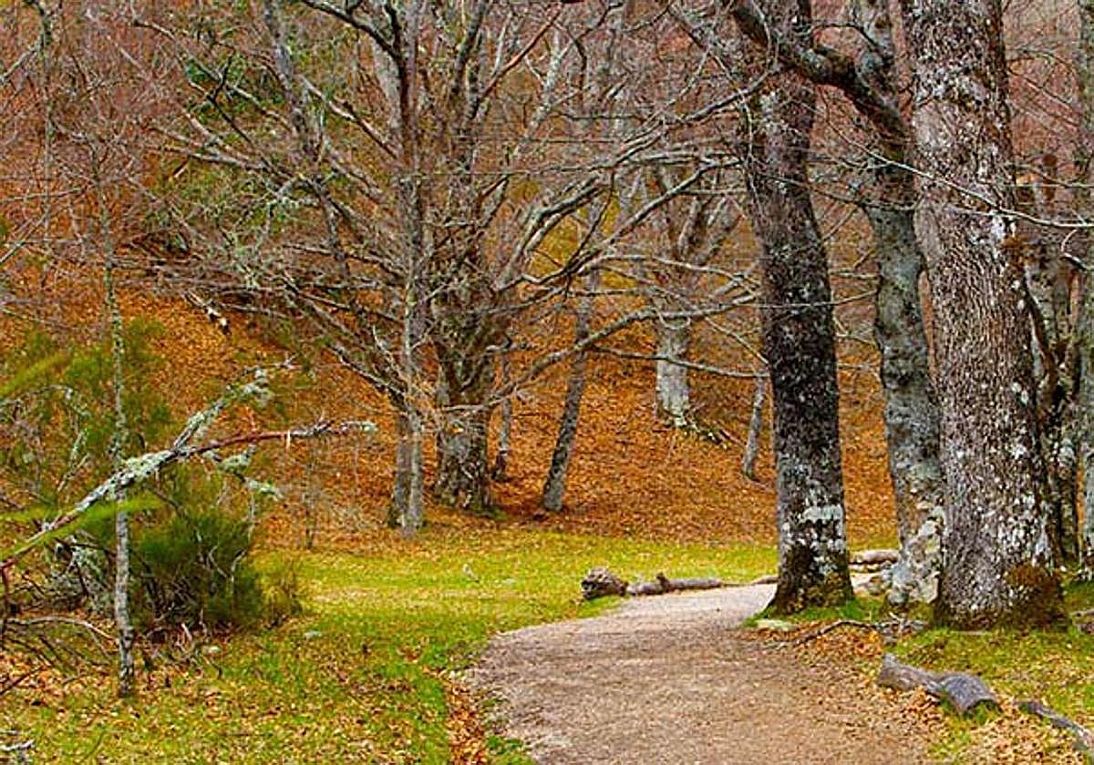Hayedo de Montejo de la Sierra