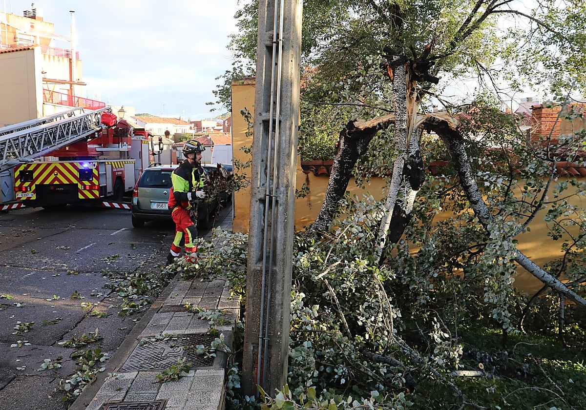 Los bomberos de Palencia intervienen en una zona de la ciudad en la que el viento ha derribado árboles