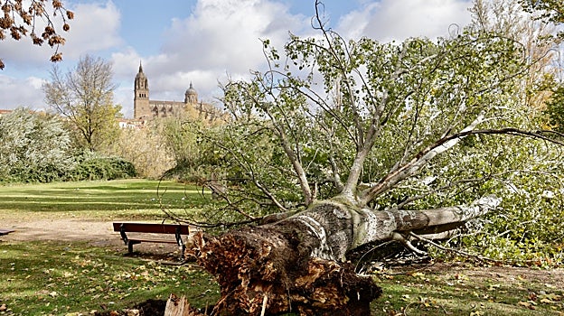 Un árbol cae por la fuerza del viento en Salamanca