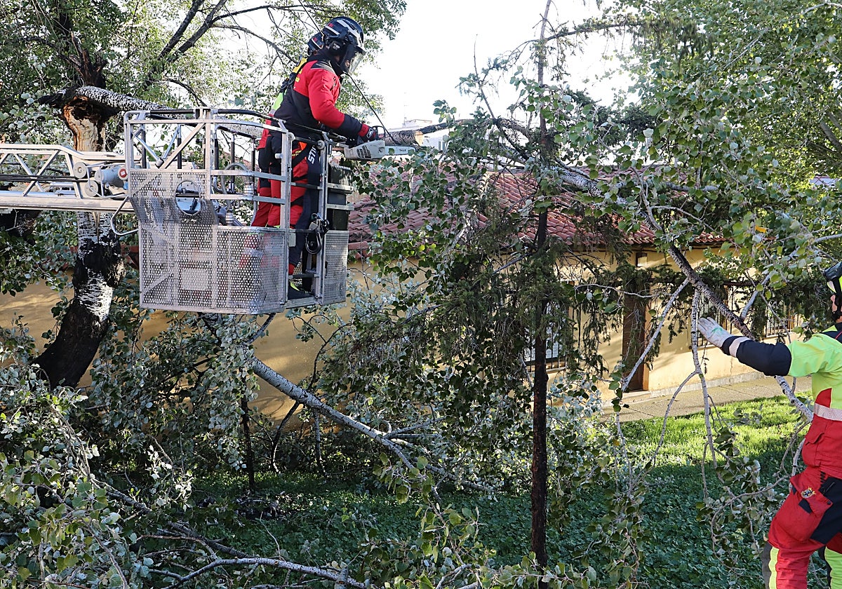 Los bomberos de Palencia en una intervención debido al viento que ha derribado árboles en la capital
