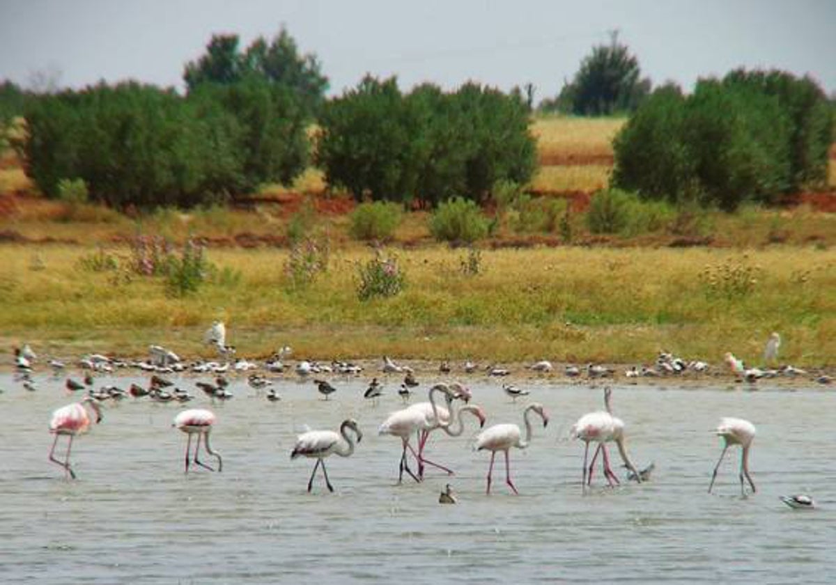 El espacio natural del Lagunar, incluido en el proyecto de la Mancha Húmeda