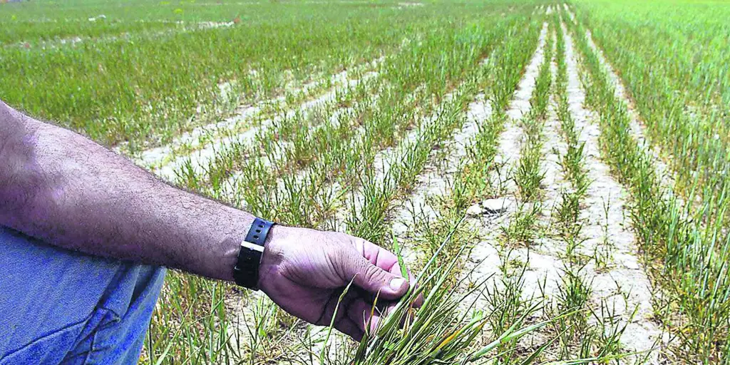 Record Compensation of over 170 Million Euros for Agricultural Weather Damage in Castilla-La Mancha