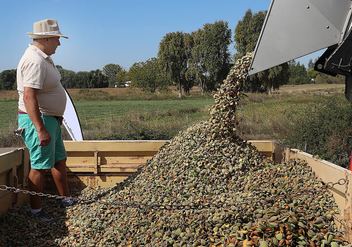 Cosecha de almendras en San Cebrián de Campos, Palencia