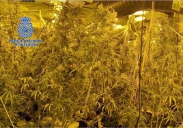 Descubren a dos jóvenes con 850 plantas de marihuana en su casa de lujo y huyen por el tejado al llegar la Policía