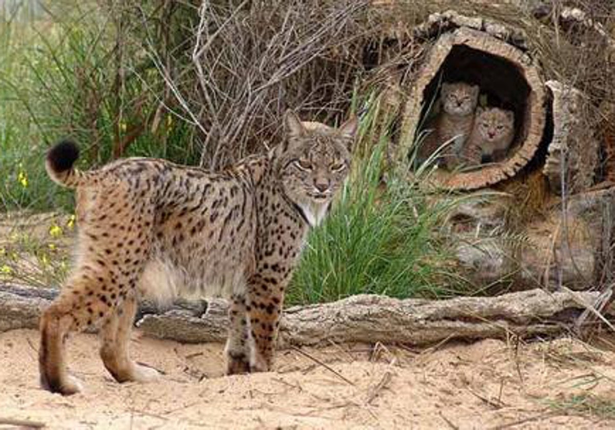 La población de linces ibéricos en Castilla-La Mancha asciende a 582 ejemplares entre adultos y cachorros