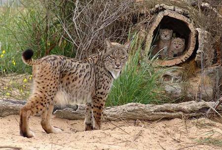 La población de linces ibéricos en Castilla-La Mancha asciende a 582 ejemplares entre adultos y cachorros