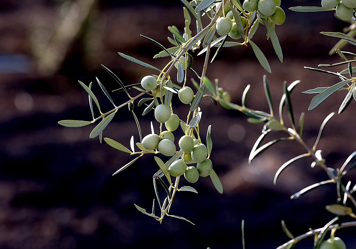 Aceitunas de un olivo en un terreno de Córdoba