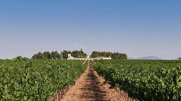 Guadianeja Airén Encastado, el vino de Ciudad Real que sublima un 