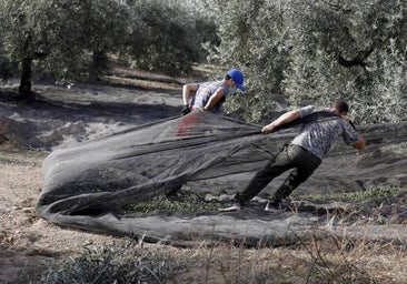 Cooperativas olivareras se unen para molturar aceituna ante la baja cosecha