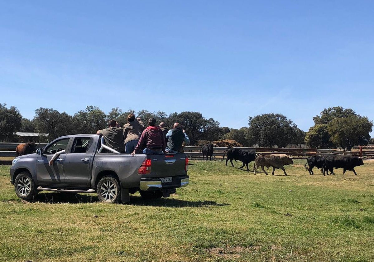 La empresa 'Aprende de Toros' organiza visitas en un todoterreno 4x4 a la ganadería Toros de Mollalta