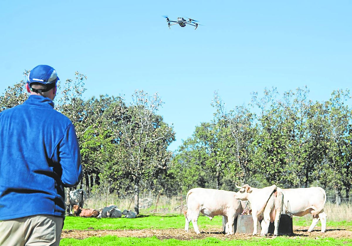 Un ganadero vigila con un dron su explotación
