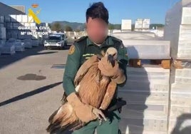 La Guardia Civil rescata a un buitre leonado «desorientado e incapaz de volar» en una empresa de cerámica de Castellón