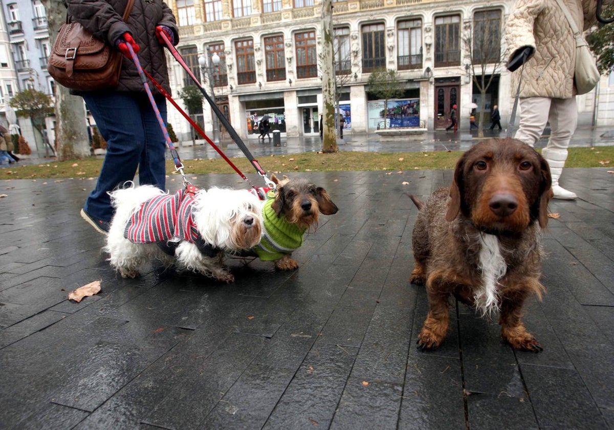 Un ciberataque compromete los datos de contacto del 10% de los titulares de mascotas registradas en Siacyl