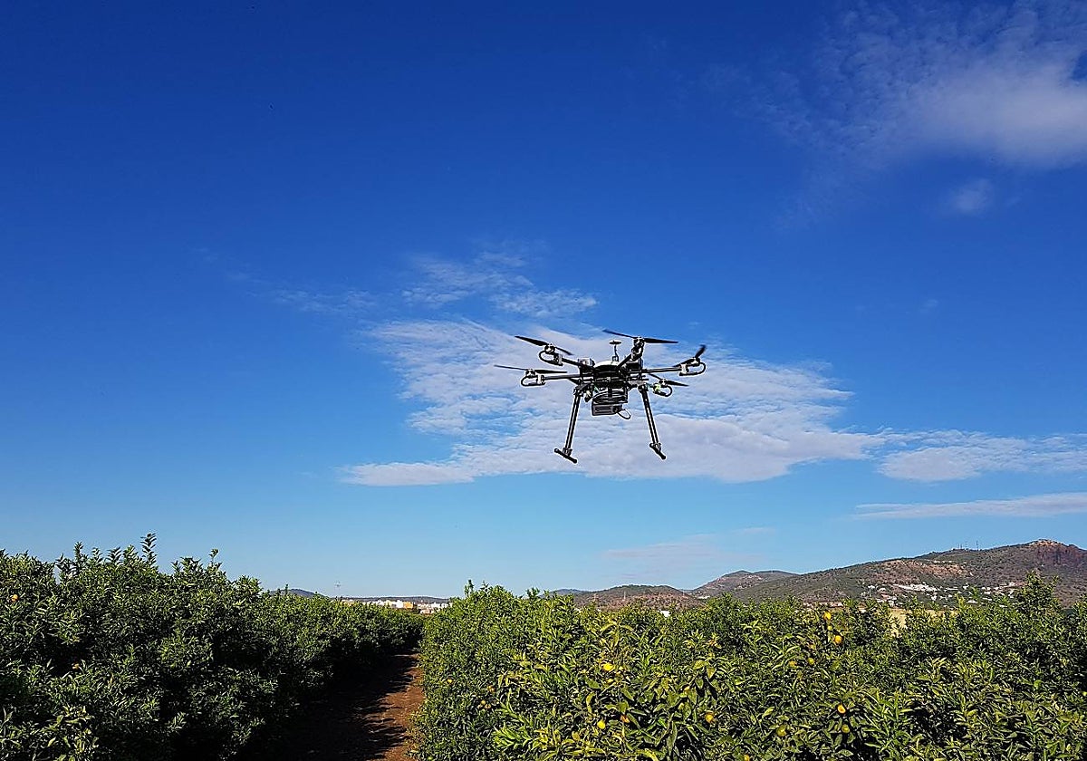 Imagen de un dron sobrevolando un campo valenciano