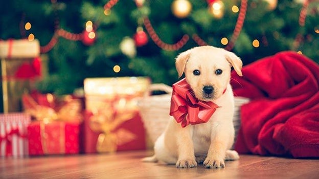 Imagen de un perro con un lazo junto a un árbol de Navidad