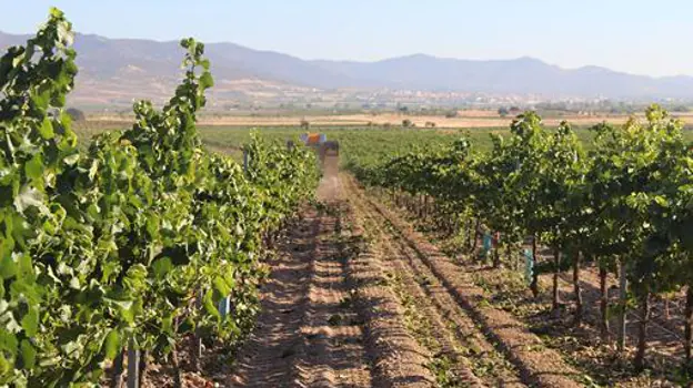 Calidad de la uva y nuevos mercados para paliar la mala cosecha de la DO La Mancha