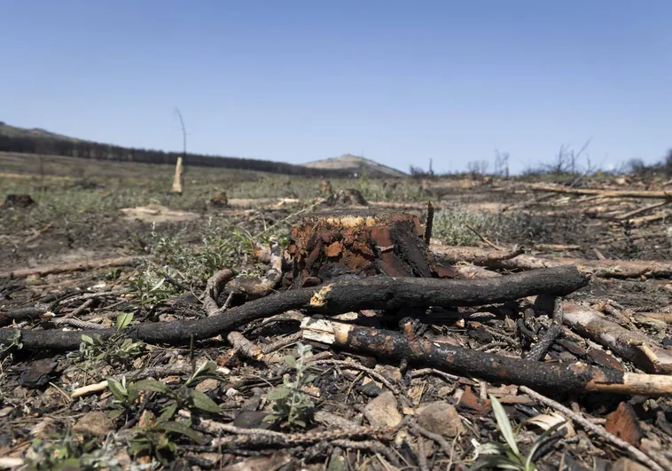 Zona afectada por los incendios de la Sierra de la Culebra en 2022