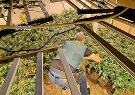 La Guardia Civil interviene 900 plantas de marihuana a un joven que invirtió 50.000 euros en su cultivo