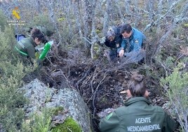 Hallan restos óseos de un oso pardo muerto por posible envenenamiento en Valle de San Juan (Palencia)