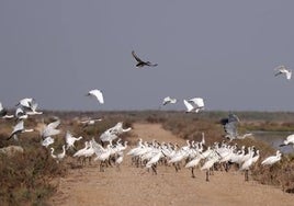 La Junta de Andalucía cierra la puerta a una ley que dote a Doñana de personalidad jurídica propia