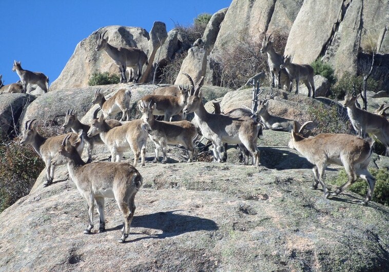 Ejemplares de cabra montés en la Sierra de Guadarrama