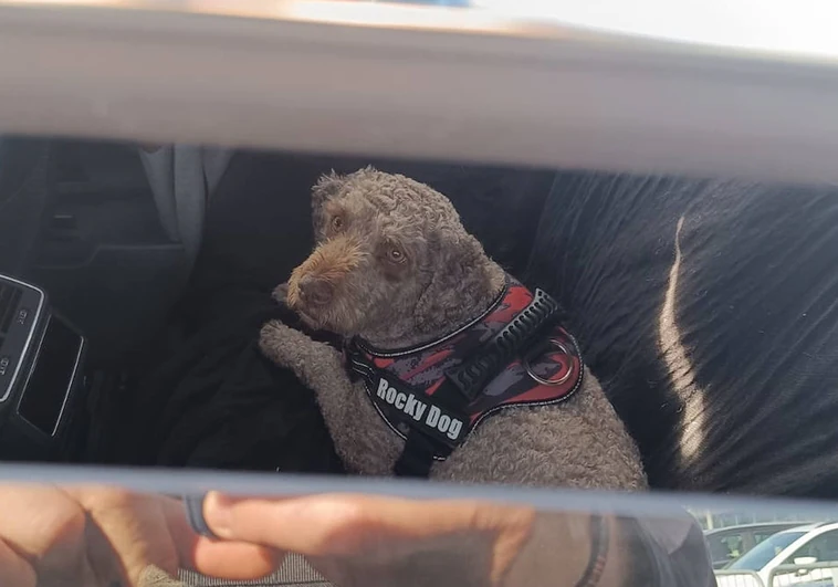 Imagen del perro rescatado en el Circuito Ricardo Tormo de Cheste (Valencia)