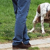 Si tienes perro en Barcelona, atento: estas son las nuevas multas a las que te enfrentas