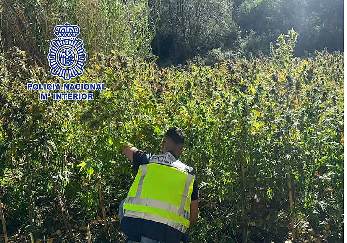 Un fuerte olor a marihuana conduce a la Policía hasta una selva de 1.300 plantas en un chalé de lujo de Valencia