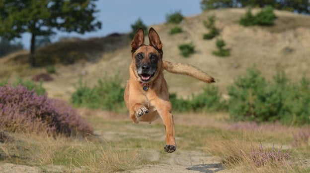Pastor belga malinois