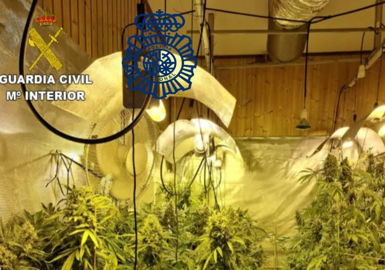 Imagen de la plantación 'indoor' de marihuana en una nave industrial de Tomiño (Pontevedra)