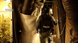 Tres detenidos por el cultivo de 9.000 plantas en el interior de un túnel subterráneo en Guadalajara