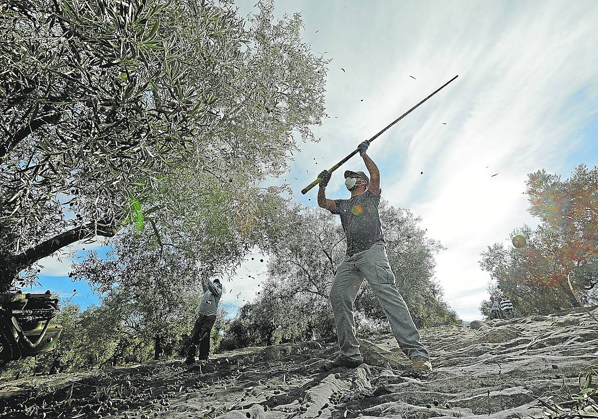 Tareas de recogida de la aceituna en pasadas campañas olivareras en Andalucía