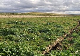 Asaja alerta de que agricultores de pueblos de Toledo afectados por la DANA no pueden sembrar por el mal estado de las parcelas