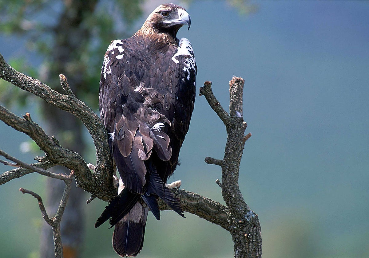 Ejemplar de águila imperial