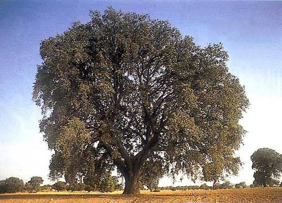 La encina, situada en el paraje 'Monte de Ocaña'