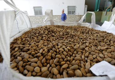 La almendra 'cordobesa' que se prepara para conquistar China... y la India