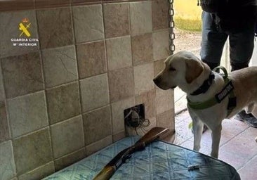 Incautan en Ontígola y Escalona 2.600 plantas de marihuana valoradas en 850.000 euros