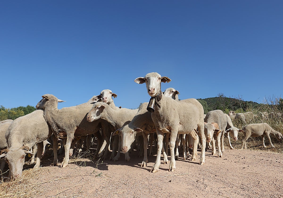 Ovejas de la gandería Las Albaidas
