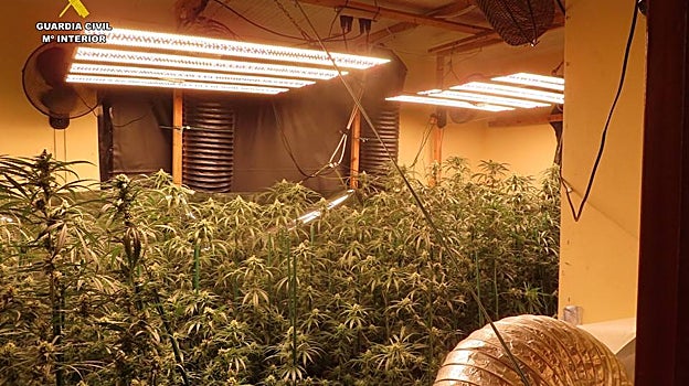 Imagen de la plantación de marihuana y su automatizado sistema de cuidado