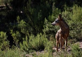 El lobo regresa a zonas de Castilla-La Mancha donde se daba por desaparecido casi medio siglo después