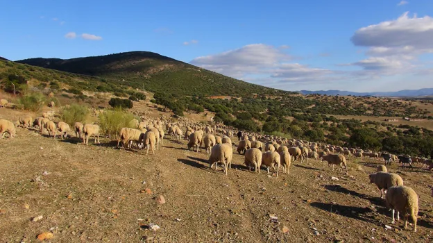 Explotación ganadera en el Valle de Alcudia, en la provincia de Ciudad Real