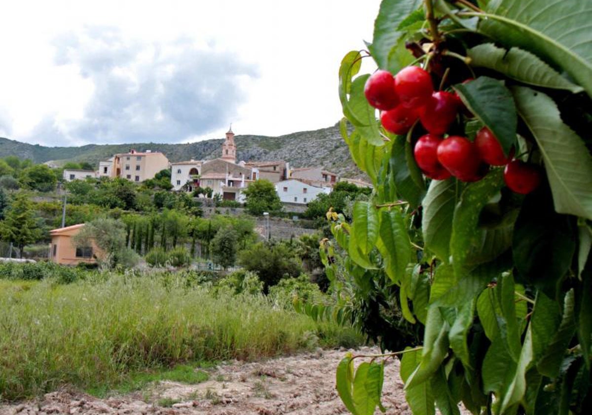 Una rama de  un cerezo en el interior de la provincia de Alicante.