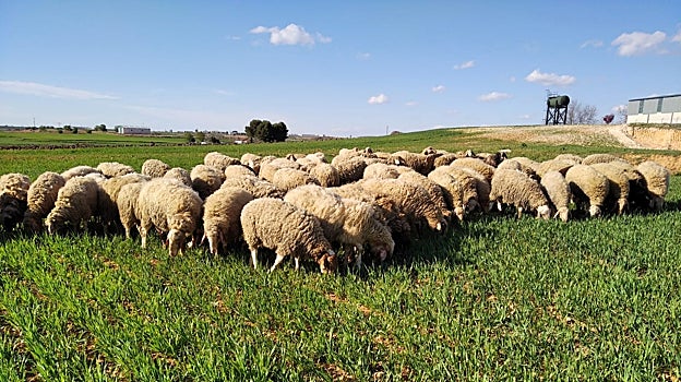 La Mueda, la quesería artesana de Toledo que se estrena colando a un queso suyo entre los mejores del mundo