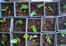 Recuperan y vuelven a plantar en Granada una variedad autóctona de patata que estaba perdida